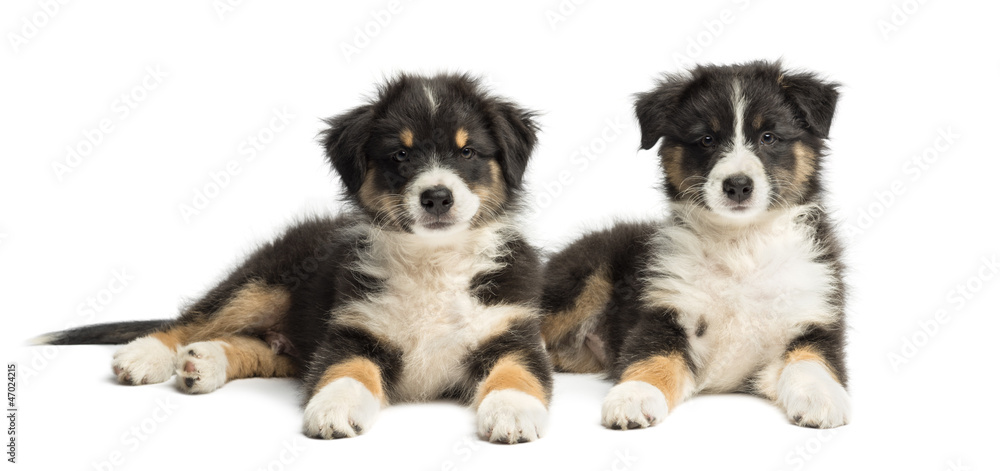 Two Australian Shepherd puppies, 2 months old, lying Two Australian Shepherd puppies, 2 months old, lying