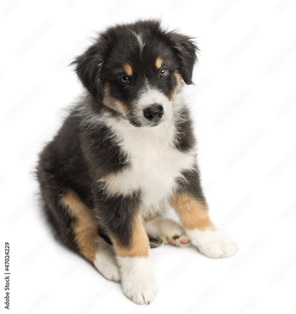 High view of an Australian Shepherd puppy, 2 months old, sitting High view of an Australian Shepherd puppy, 2 months old, sitting