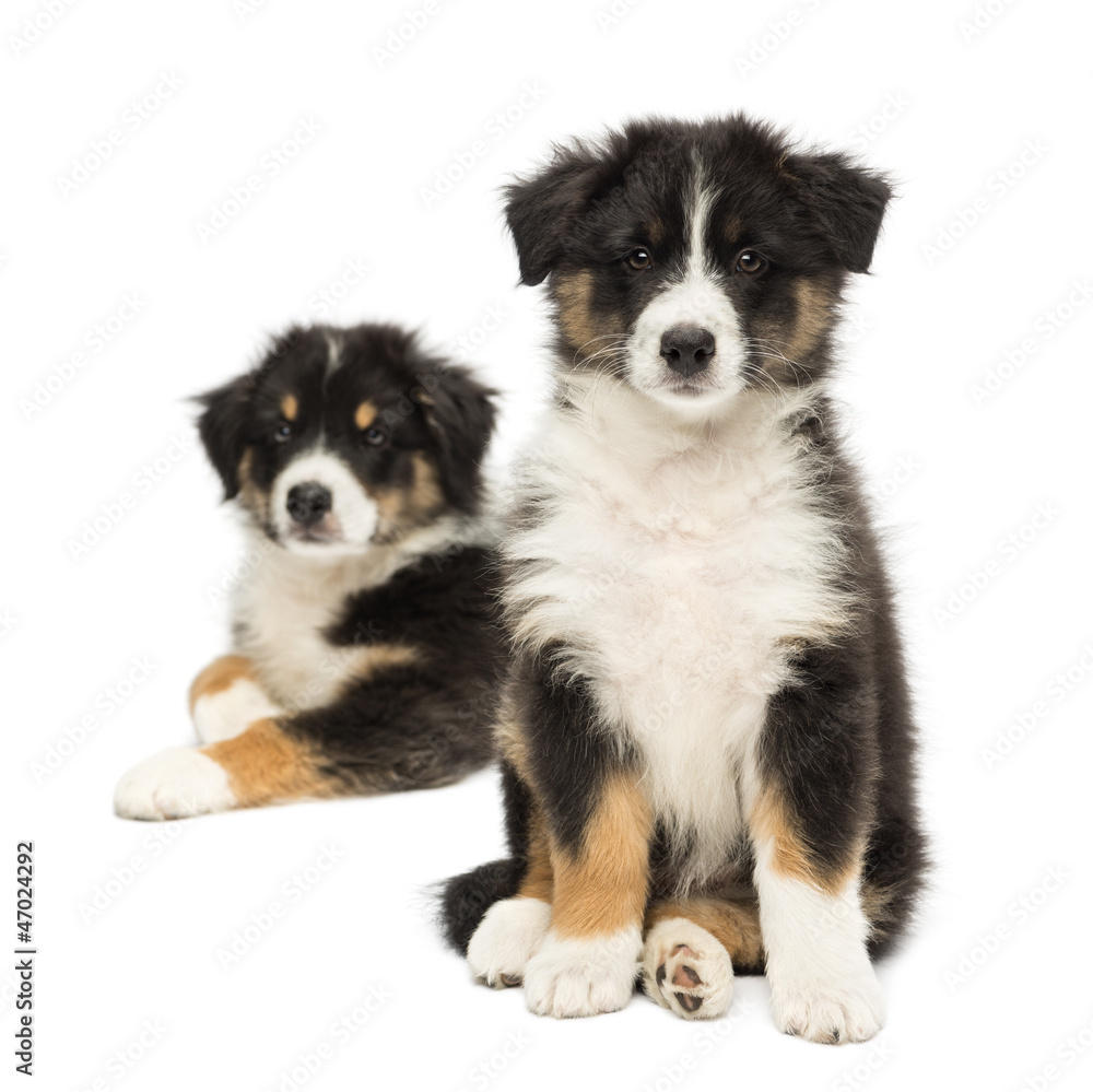 Two Australian Shepherd puppies, 2 months old, sitting Two Australian Shepherd puppies, 2 months old, sitting