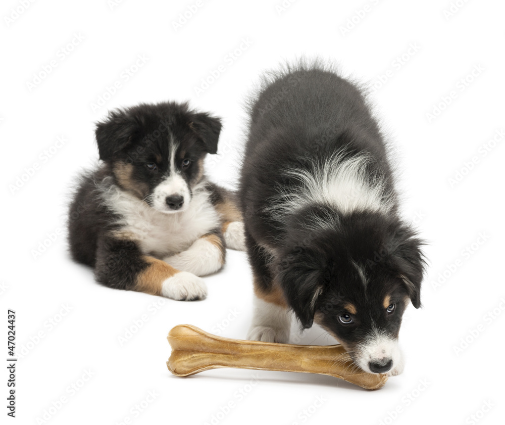 Two Australian Shepherd puppies, 2 months old, one watching Two Australian Shepherd puppies, 2 months old, one watching