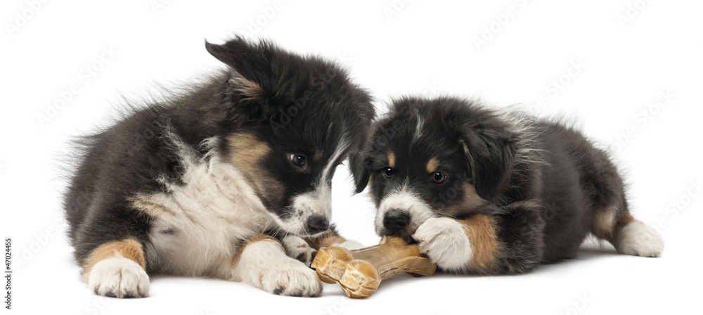 Two Australian Shepherd puppies, 2 months old, lying Two Australian Shepherd puppies, 2 months old, lying