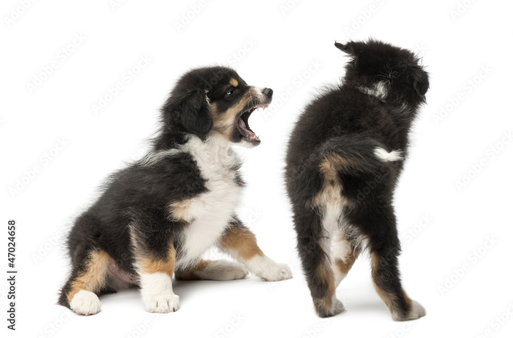 Two Australian Shepherd puppies, 2 months old, play fighting Two Australian Shepherd puppies, 2 months old, play fighting