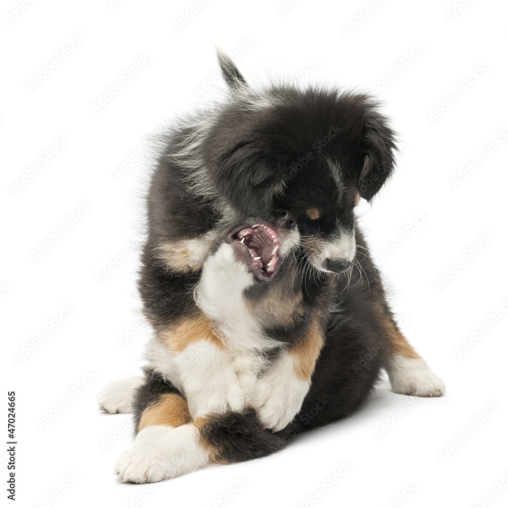 Two Australian Shepherd puppies, 2 months old, play fighting Two Australian Shepherd puppies, 2 months old, play fighting