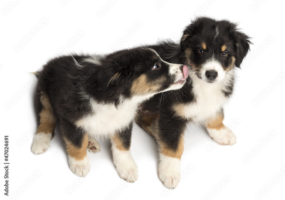 High view of Two Australian Shepherd puppies, 2 months old High view of Two Australian Shepherd puppies, 2 months old