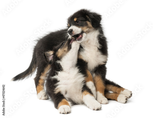 Two Australian Shepherd puppies, 2 months old, play fighting
