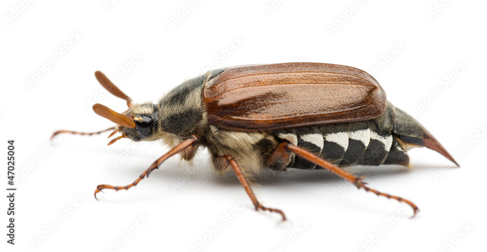 Side view of Male Cockchafer, Melolontha melolontha Side view of Male Cockchafer, Melolontha melolontha