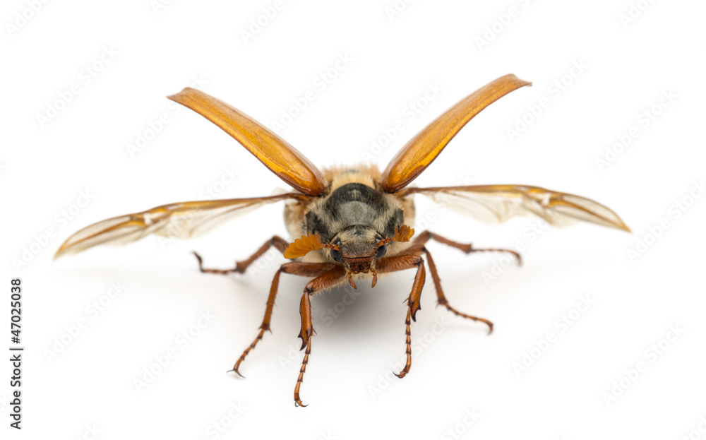 Male Cockchafer, Melolontha melolontha, flying Male Cockchafer, Melolontha melolontha, flying