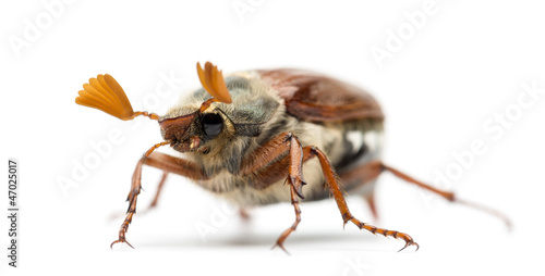 Quadro su tela Male Cockchafer, Melolontha melolontha, also known as May bug