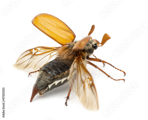 Male Cockchafer, Melolontha melolontha, flying