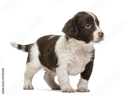 Quadro em tela English Springer Spaniel, 5 weeks old, looking away