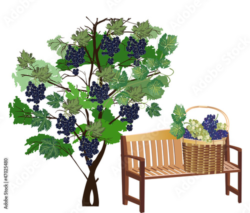 bench near green vine with dark grapes