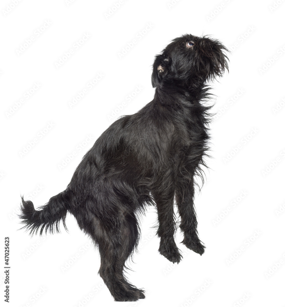 Side view of Griffon Bruxellois, 2 years old, standing Side view of Griffon Bruxellois, 2 years old, standing