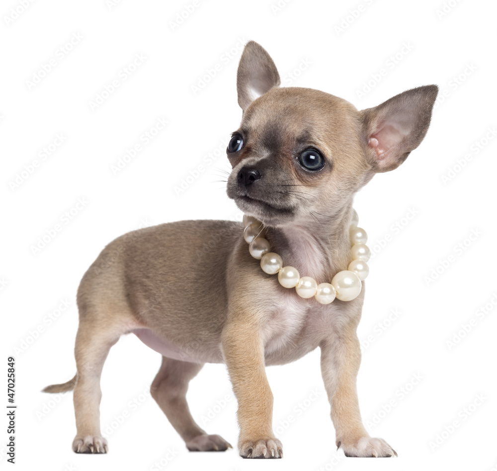 Chihuahua puppy, 4 months old, wearing pearl necklace