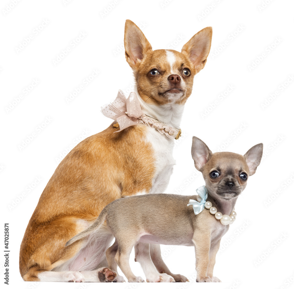 Two Chihuahua puppies, 4 and 7 months old, sitting Two Chihuahua puppies, 4 and 7 months old, sitting