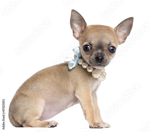 Chihuahua puppy, 4 months old, wearing pearl necklace © Eric Isselée