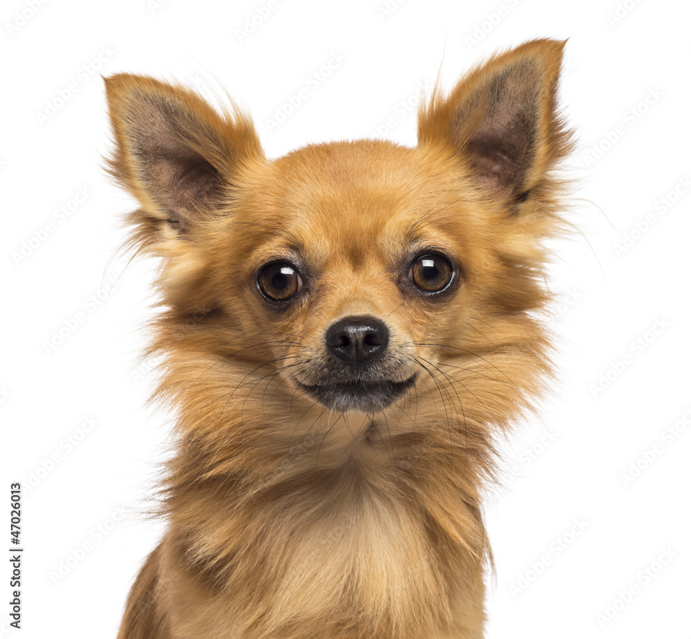 Close-up of Chihuahua looking at camera against white background Close-up of Chihuahua looking at camera against white background