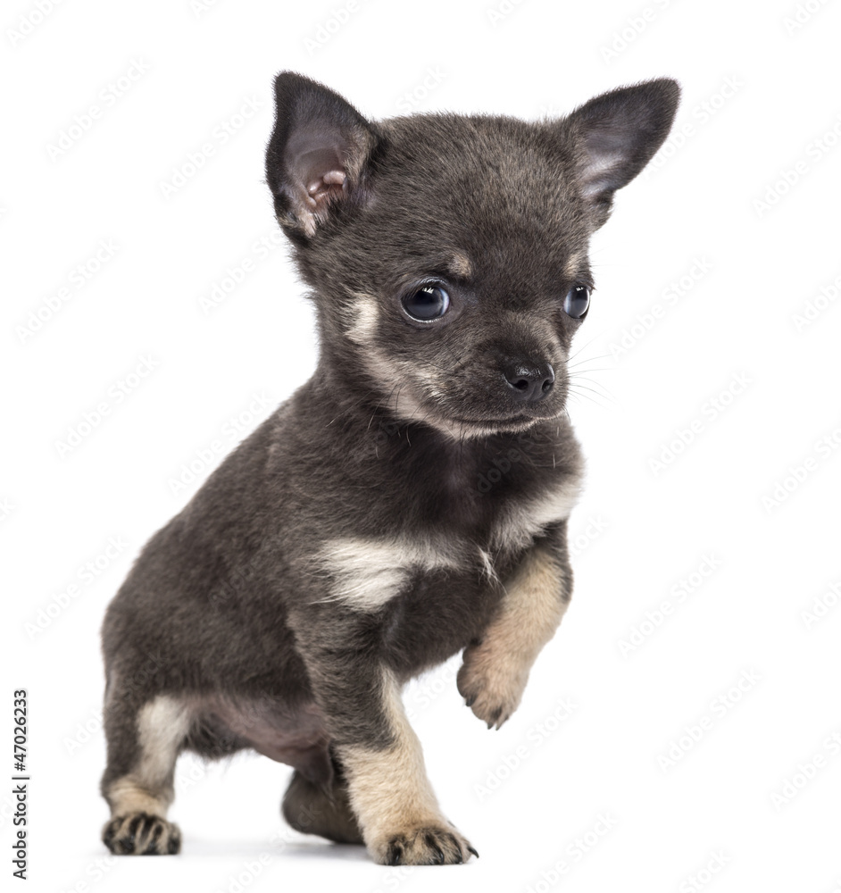Chihuahua puppy, 7 weeks old, looking away with paw up Chihuahua puppy, 7 weeks old, looking away with paw up
