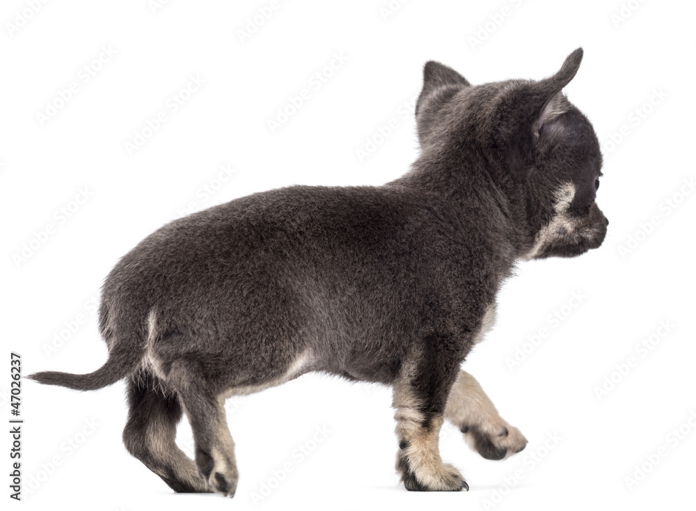 Obraz premium Chihuahua puppy, 7 weeks old, walking away