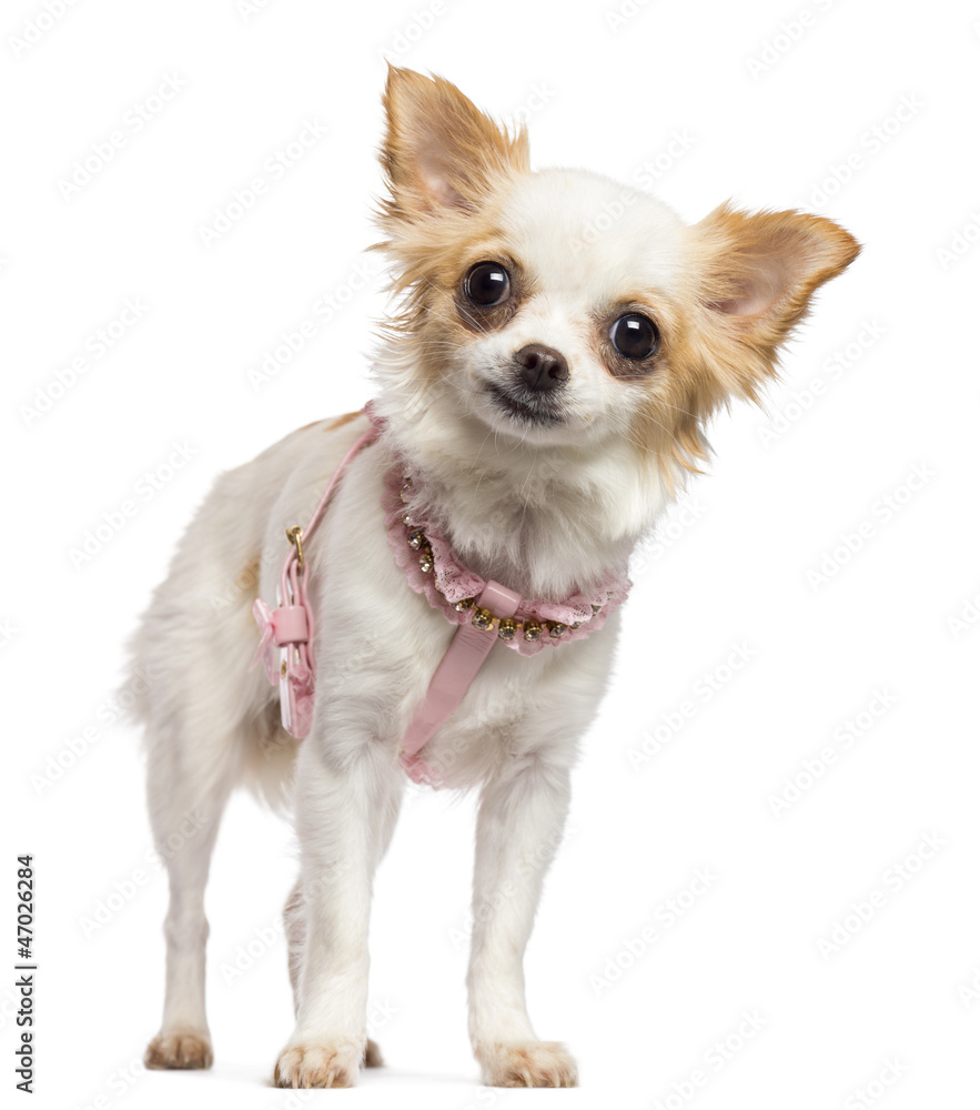 Chihuahua, 1 year old, wearing pink harness