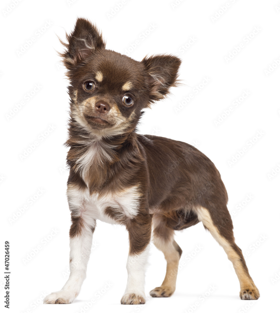 Chihuahua looking at camera against white background Chihuahua looking at camera against white background