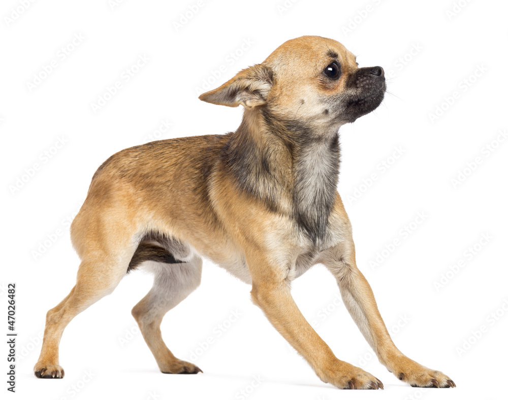 Fearful Chihuahua against white background Fearful Chihuahua against white background