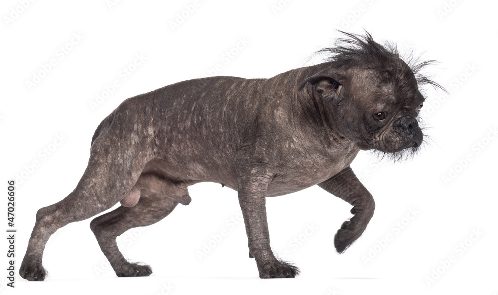 Hairless dog mix between French bulldog and Chinese Crested Dog