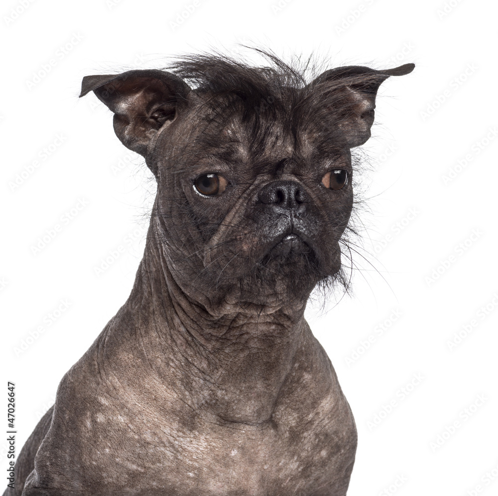 Chinese crested best sale french bulldog
