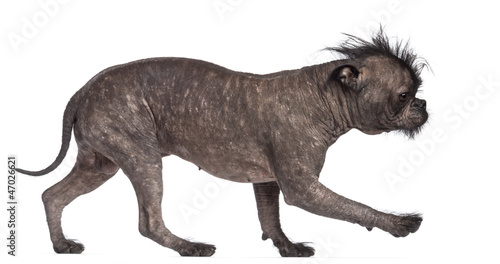 Hairless dog  mix between French bulldog and Chinese Crested Dog