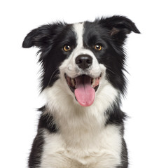 Acrylglasbilder Hund Border Collie blickt in die Kamera  © Eric Isselée