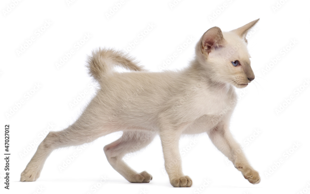 Oriental Shorthair kitten, 9 weeks old, walking Oriental Shorthair kitten, 9 weeks old, walking