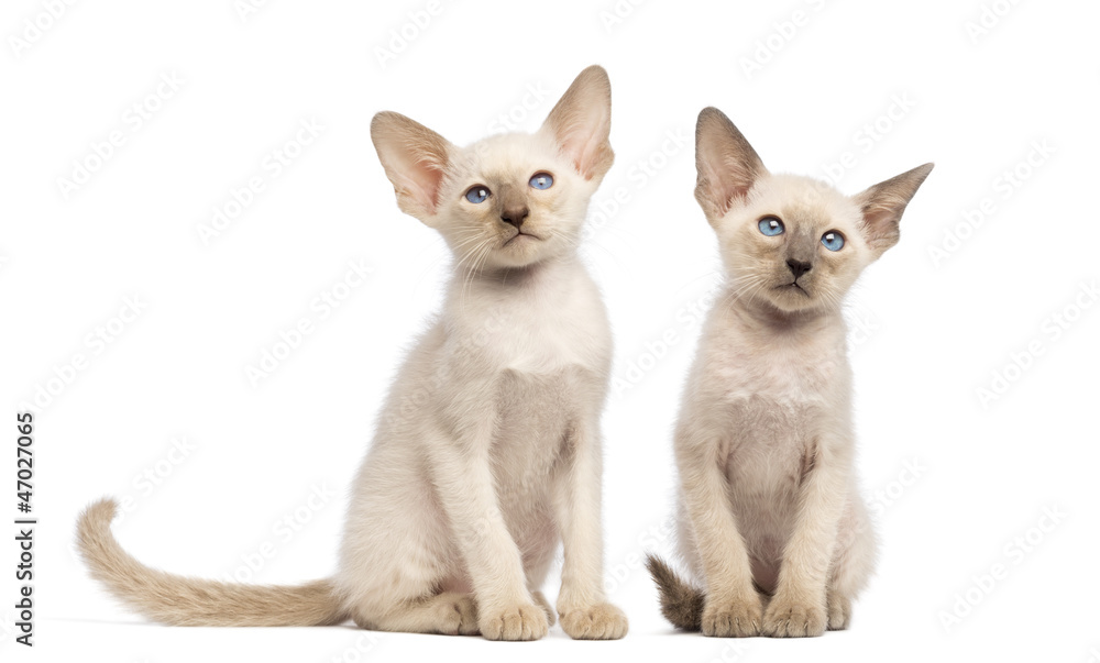 Two Oriental Shorthair kittens sitting and looking away