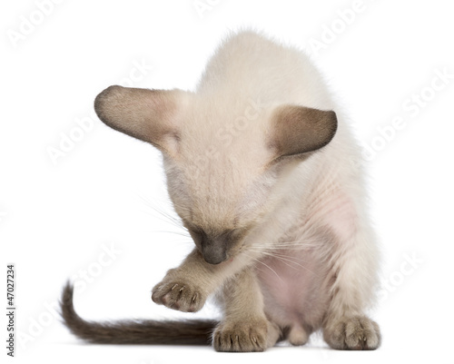 Oriental Shorthair kitten, 9 weeks old, cleaning itself