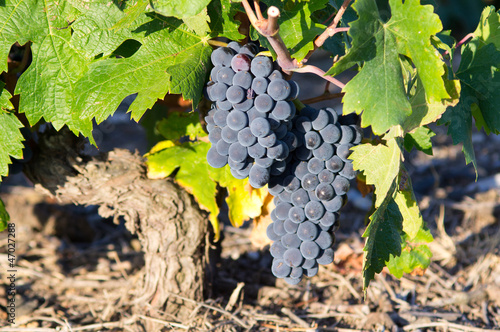 Old vines from AOC Maury, South of France photo