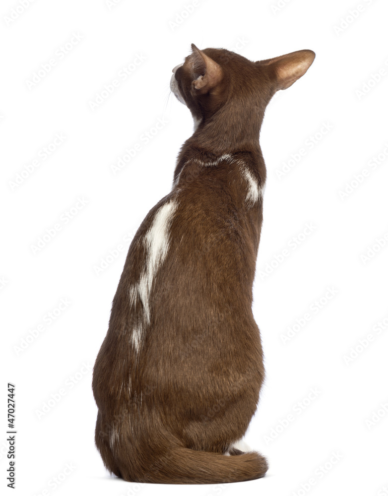 Rear view of an Oriental Shorthair sitting and looking away Rear view of an Oriental Shorthair sitting and looking away
