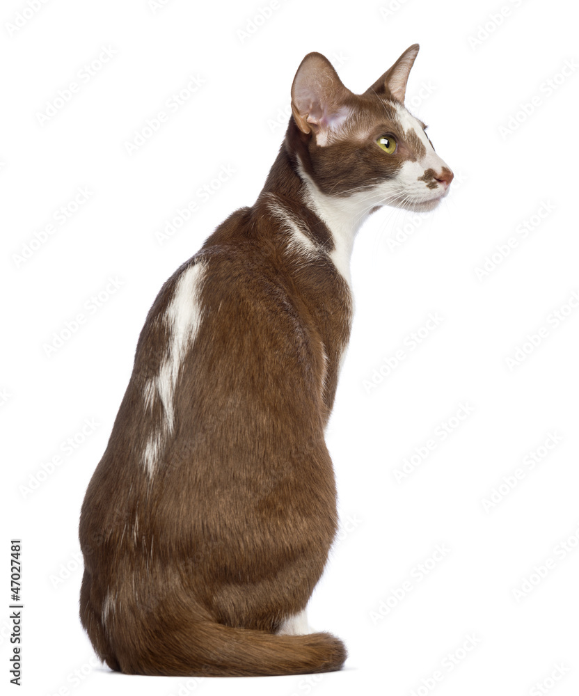 Rear view of an Oriental Shorthair sitting and looking away Rear view of an Oriental Shorthair sitting and looking away