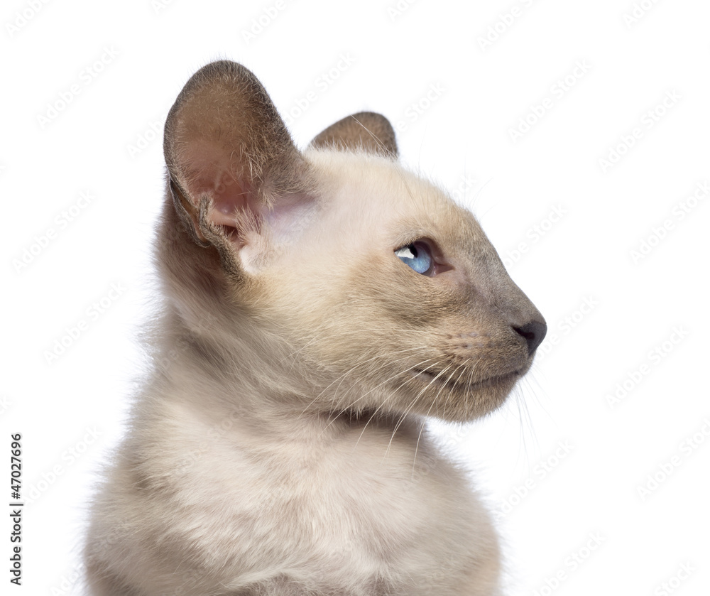 Close-up an Oriental Shorthair kitten, 9 weeks old