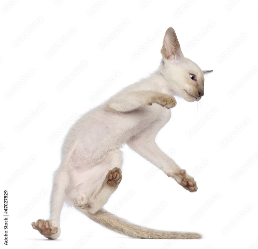 Oriental Shorthair kitten making an acrobatic jump