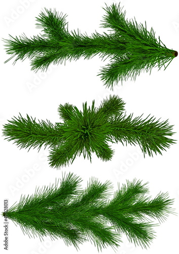 set of Christmas green fir-tree branches