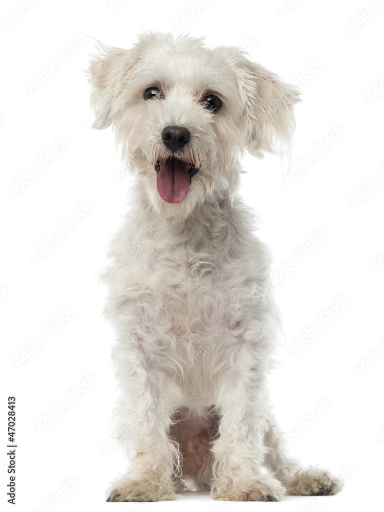 Maltese dog, 3 years old, sitting