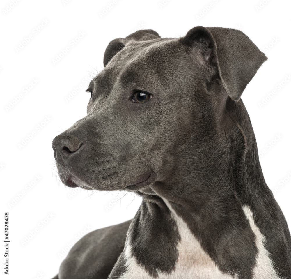 Fototapeta premium Close-up of an American Staffordshire Terrier puppy