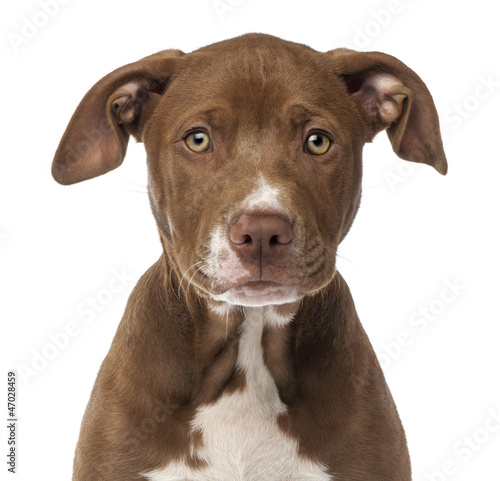 Close-up of an American Staffordshire Terrier puppy