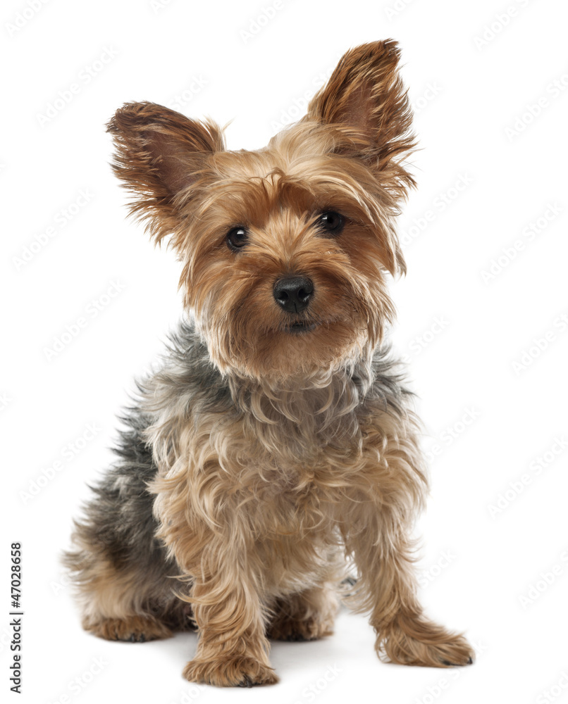 Yorkshire Terrier, 2.5 years old, sitting and looking at camera