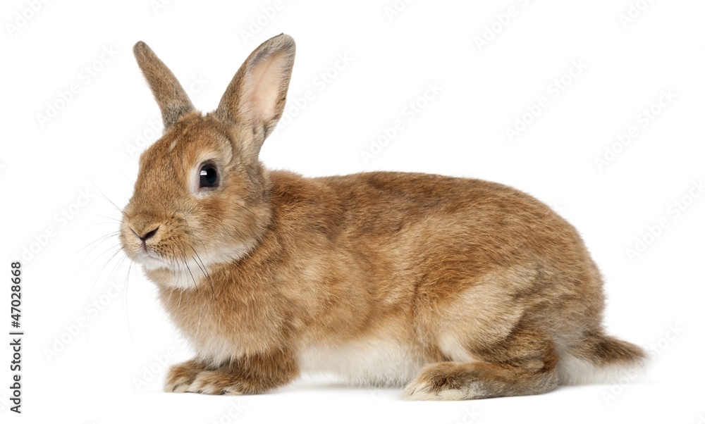 Rabbit lying against white background Rabbit lying against white background