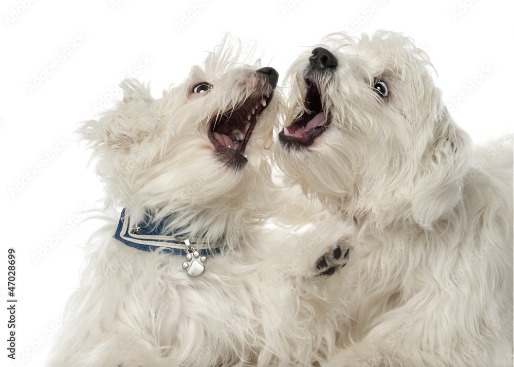 Two Maltese dogs, 2 years old, play fighting Two Maltese dogs, 2 years old, play fighting