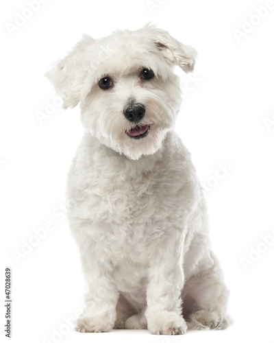 Coton de Tulear, 22 months old, sitting and looking at camera © Eric Isselée