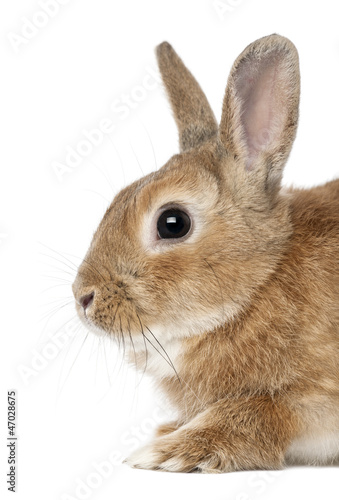 Rabbit lying against white background