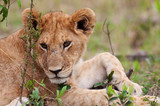 A lion cub on the plains of the Maasai Mara, Kenya