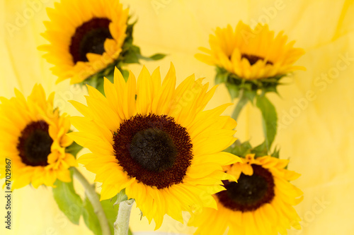 Sunflower  Helianthus annuus 