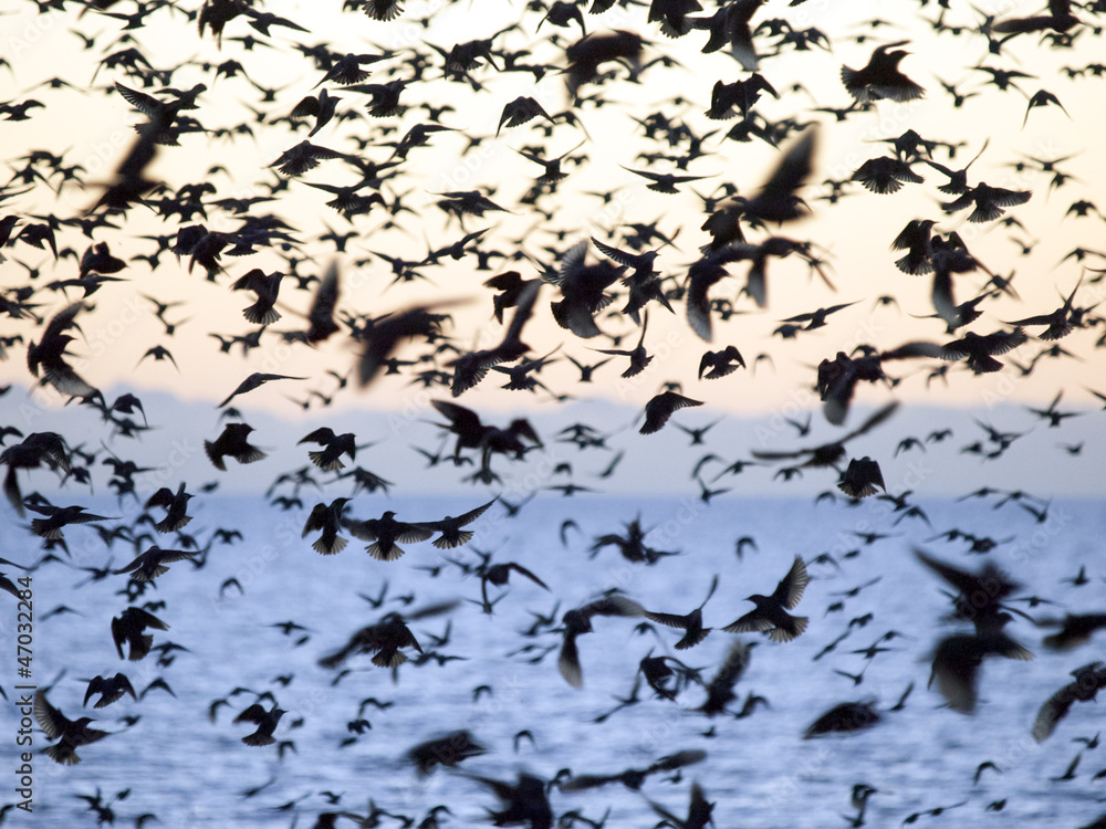 Fototapeta premium Starlings