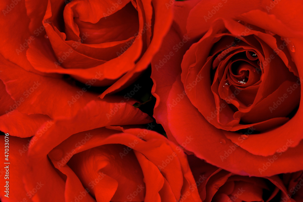 Red Rose Red Rose